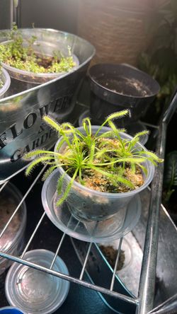 Cape Sundew