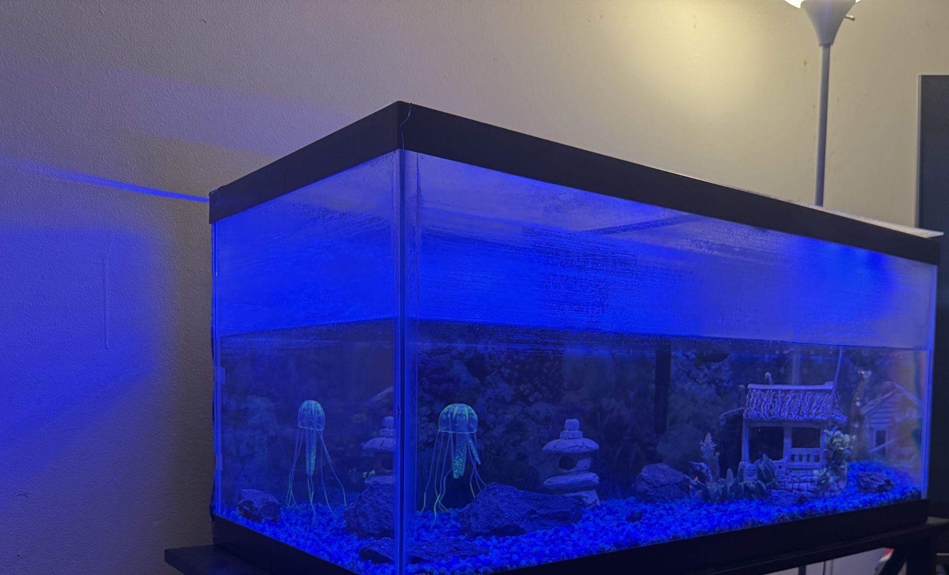 50 Gallon Fish Tank