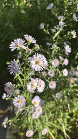 Marguerite daisy