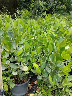 Clusia Big Sale! 3ft $13