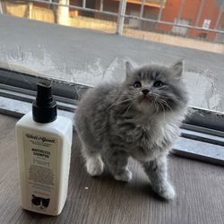 Cat Waterless Shampoo 