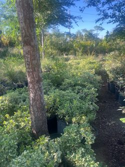 Pittosporum