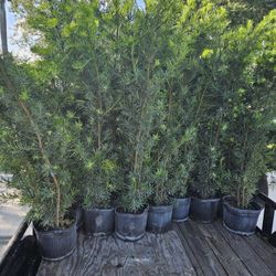 Podocarpus About 6 Feet Tall Full Green  Fertilized  Ready For Planting Instant Privacy Hedge  Same Day Transportation 
