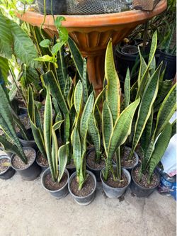 Snake plant