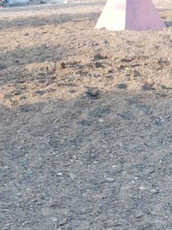 Free Horse manure