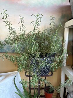 Large rosemary plant