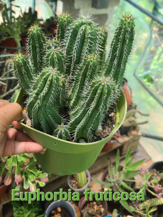 Euphorbia 