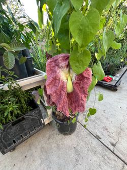 Dutchman’s pipe vine