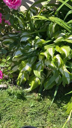 Plant