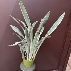 6” Xl Sansiveria Metálica Silver
