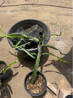 Dragon fruit plant