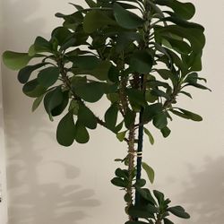 Crown Of Thorns Plant 