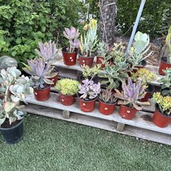 Succulents Plants 