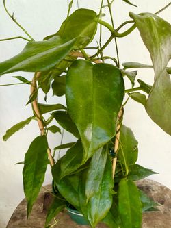 Plants (6”pot🌿Hoya Archboldiana)