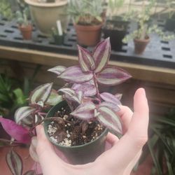Various Houseplants