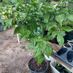 Carolina  Reaper Pepper 