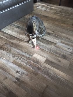 Cat Laser