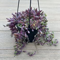 String of Rubys Succulent, live Plant in a 6” nursery pot. ✔️ profile for more 🪴