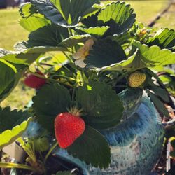 9 Inch Strawberry Plants - Ready To Fruit