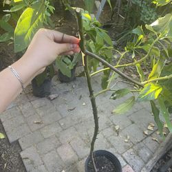 Hass Avocado Tree