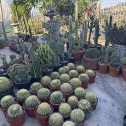 Golden Barrel Cactus 
