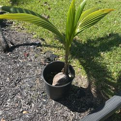 Coconut Palms.    Green And Yellow