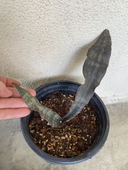 Sanseveria Kirkii  Plant, In 6 Inch Pot Pick Up Only