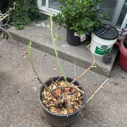 Big Rose Bush /mini Tree