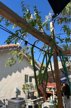 Moringa Oléifera almost 8 ft tall…$120.00 firm (Please read Description)