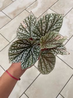 Begonia snow capped pink variegated cuttings