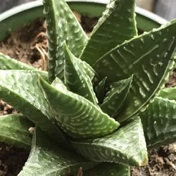 Fairy Washboard Succulent Plant - Haworthia (Haworthia limifolia) 3.5 inch pot 