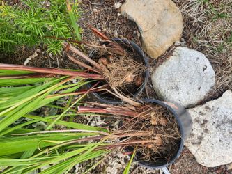 Japanese Iris, Raspberries and Crocosmia starts