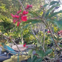 Jatropha tree 6 Feet tall $45.00