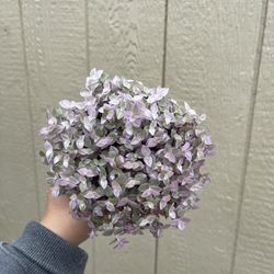 Tradescantia Pink Panther