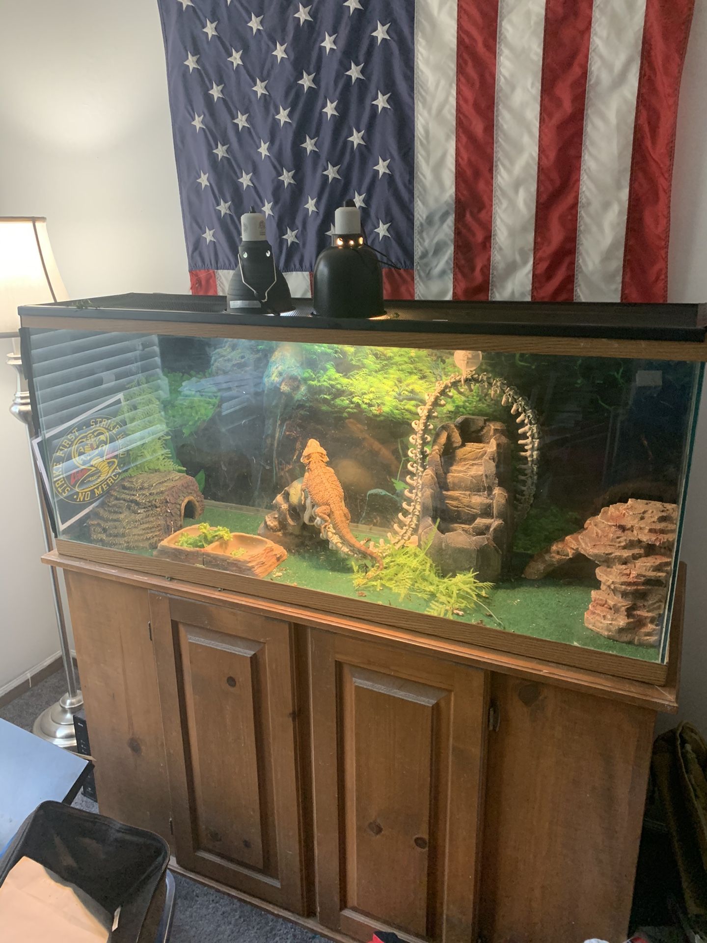 Bearded Dragon, Set Up for Sale in Joliet, IL - OfferUp