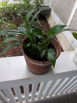 Peace Lily