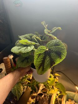 Begonia masoniana Iron Cross