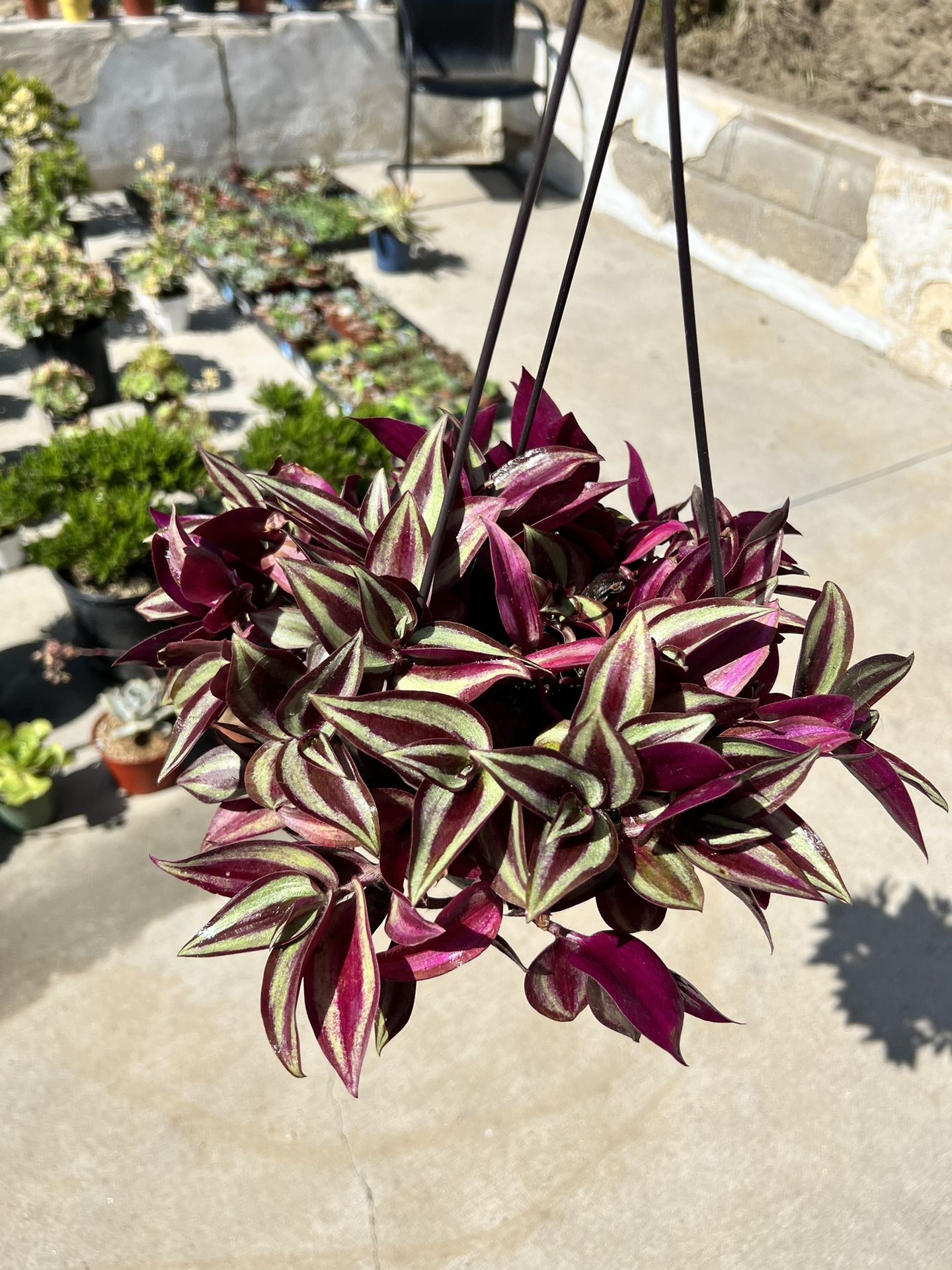 Healthy Purple Wandering Jew 6" Hanging Pot Home Grown 