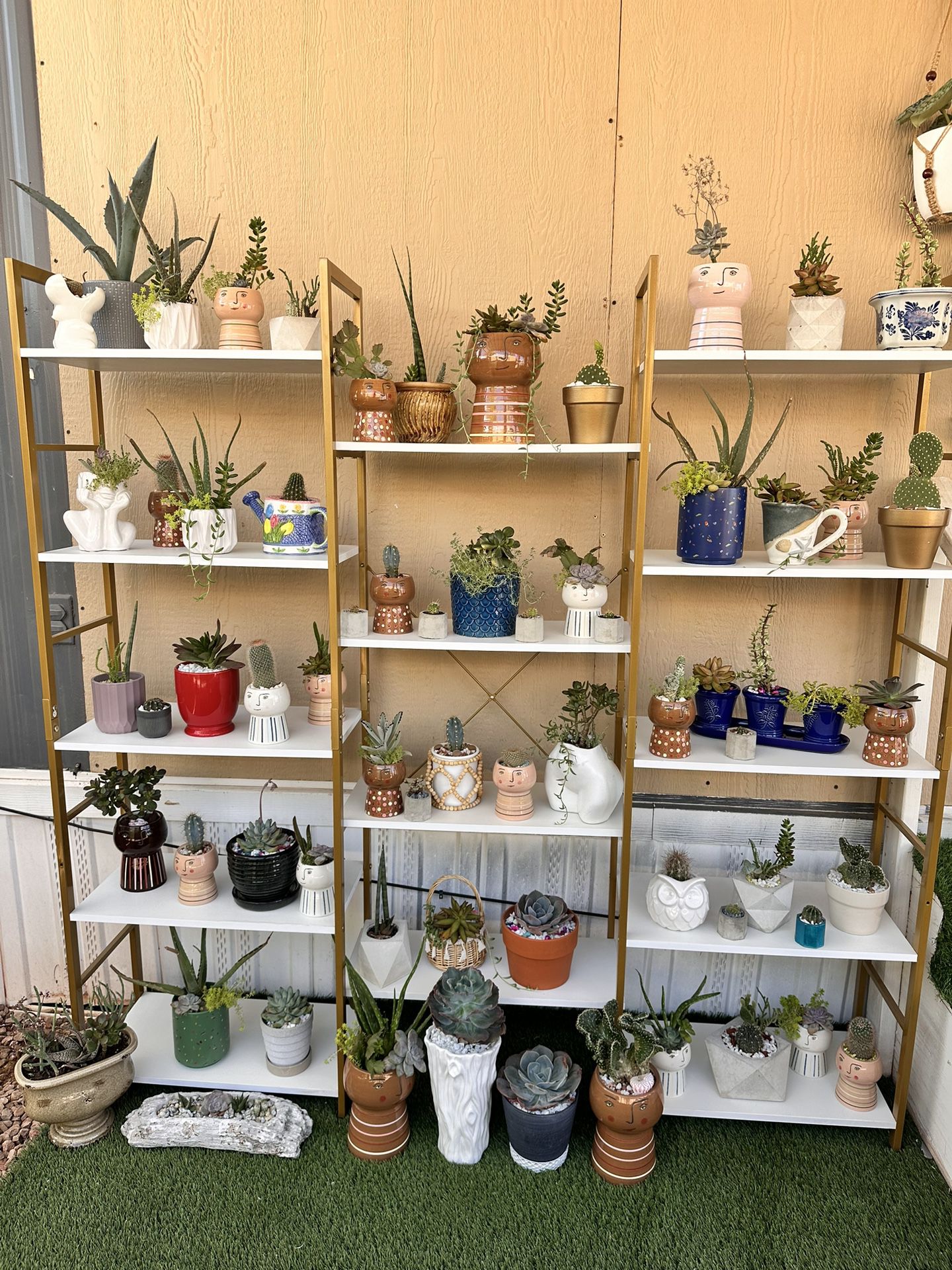 variety of plants, cacti and succulents, different prices, I'm in Avondale