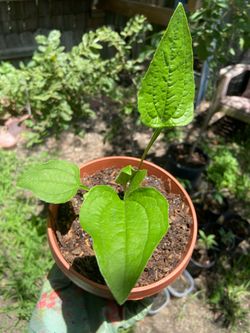 Coneflower (Echinacea)