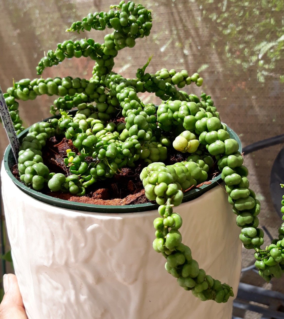 Very rare Dischidia nummularia ideaminubu-Dragon Jade in 6" pot.