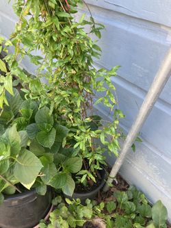 Fruit trees