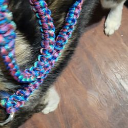 Paracord Leashes And Collars 