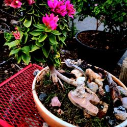 Bonsai Tree 2yrs Old Easy Care