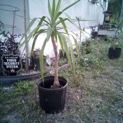 Spineless Yucca Plant 