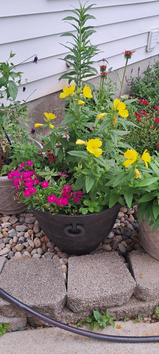 XL Pot Mix Perennial Plants 