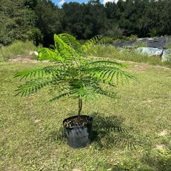 Royal Poinciana (Rojo Flamboyan)