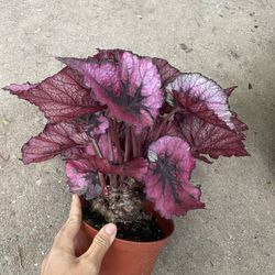Big/full/lush 6” pot Begonia, Exotic House Plant, multiples available; special now$22each/reg.$40ea; Price Firm, Multiples Available 95820