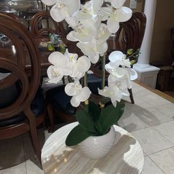 Orchid Plant