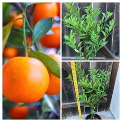 Organic Dancy Tangerine Mandarin Orange Citrus Live Grafted Fruit Tree 5 Gallon Pot